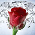 Papel pintado de Rose, fondo de la flor: Rosely