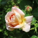 Delightful rose