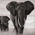 Слоны обои