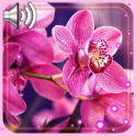 Orchid Amazing