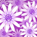 Daisy Flower Pro Live Wallpaper