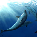Dolphin wallpaper01