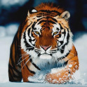 Tigers HD Wallpapers