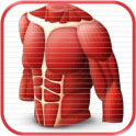 Anatomy Comprehensive Review