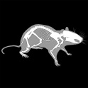 3D Rat Anatomy
