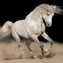 HD Horses Images