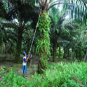 Oil Palm Minimum Wage Calc