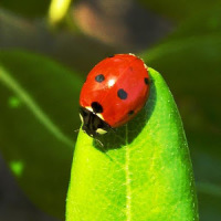 Lady Bugs Live Wallpaper