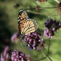 Mariposa en una flor