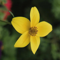 Желтый цветок на зеленом