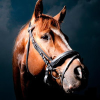 Horse Wallpapers