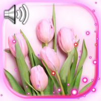 Springs Tulips Live Wallpaper