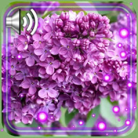 Lilac Flowers Live Wallpaper