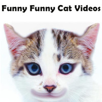 Funny Funny Cat Videos