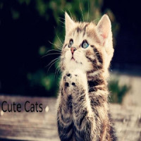 Cute Tom Cats Wallpapers