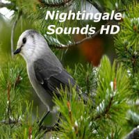 Nightingale Bird Sounds HD