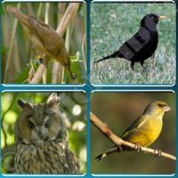 Bird Guide + Quiz Game