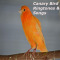 Canary Bird Ringtones & Songs