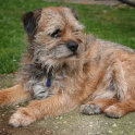 Border Terrier Dogs Wallpapers