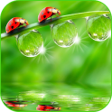 Ladybug HD Live Wallpaper