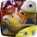 Koi Fish Live Wallpaper