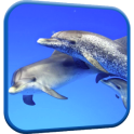 Delfines Fondos Animados