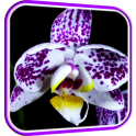 Orquídea Fondos Animados