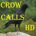Crow Calls HD