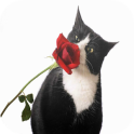 Black & White Cats Wallpapers