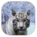 tigre branco live wallpaper