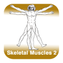 Anatomie - Skelettmuskulatur 2
