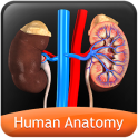 HumanAnatomy-UrinarySystem