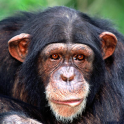 Chimp Memory Test