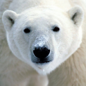 Save the Arctic!! LWP FREE