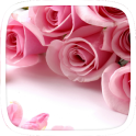 Sweet Pink Rose