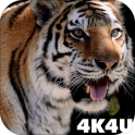 4K MightyTiger Video Live Wallpaper