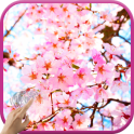 マジックタッチ：日本の桜