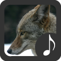 Coyote Sounds