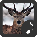 Deer Sounds
