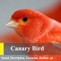 Canary Birds Master
