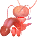 VR Male Reproductive System