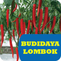 Budidaya Lombok Unggul