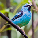 South American Birds Sounds