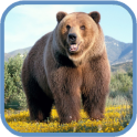 Grizzly HD. Live Wallpaper
