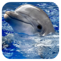 Dolphins. Live Video Wallpaper