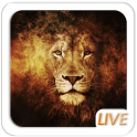 Wild Lion Screen