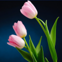 Colorful Tulip Fondos