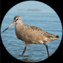 RareBirder - for bird watchers & expert birders