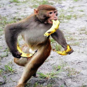 Monkey Banana Problem