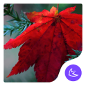 Maple leaf-APUS Launcher theme